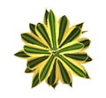 Agave house plant top view vector illustration.
