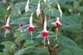Agave Japan flower