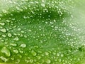 Agave leaf close-up with raindrop. Royalty Free Stock Photo