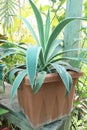 Agave leaf plant on pot in farm Royalty Free Stock Photo