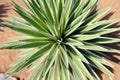 Agave leaf texture, close up. Exotic radial plant with long sharp leaves, top view. Green tropical plant, sandy desert environment