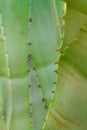 Agave leaf and thorns scrathed and green, background.