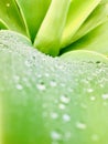 Agave leaves close-up with water drop. Royalty Free Stock Photo