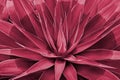 Agave leaves rosette closeup. Abstract floral pattern. Wild agave plant Fox Tail. Image toned in color of year 2023 Viva Magenta