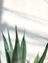 Agave leaves Royalty Free Stock Photo