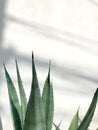 Agave leaves