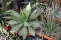 Agave leaves, succulent gardening in California, USA. Home garden design, yucca, century plant or aloe