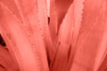 Agave leaves with thorn background in living coral color. Thorned agave close-up. Abstract cactus background.