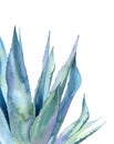 Agave leaves. Watercolour illustration isolated on white background. Minimalist plant part. Royalty Free Stock Photo