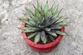 agave macroacantha root rot closeup view