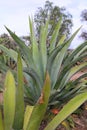 Agaves for mezcal in the mine of mineral de pozos guanajuato, mexico I Royalty Free Stock Photo