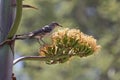 Agave Mocking Bird