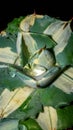 Agave Ohiraijin mediopicta alba or dwarf butterfly agave.