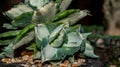 Agave Ohiraijin mediopicta alba or dwarf butterfly agave.