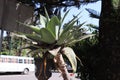 Agave-ornamental plant in Addis Ababa Royalty Free Stock Photo