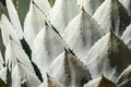 Agave Palmeri Plant Pattern, California