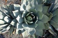 Agave Parryi Cactus Shot from Above Royalty Free Stock Photo