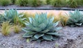 Agave Parryi Royalty Free Stock Photo