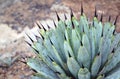 Agave parryi succulent plant with thorny leaves in the garden. Royalty Free Stock Photo