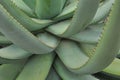 Agave particular Lanzarote Royalty Free Stock Photo