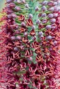 Agave Pelona Flowers