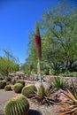 Gardening in Arizona: Budding, Blooming Agave Pelona and Barrel Cacti Royalty Free Stock Photo
