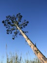 Agave, pitera, cactus from mediterranean sea shore Royalty Free Stock Photo