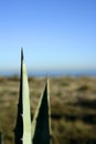 Agave, pitera, cactus from mediterranean sea shore Royalty Free Stock Photo