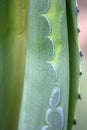 Agave Plant