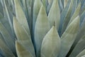 Agave plant Royalty Free Stock Photo