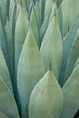 Agave plant Royalty Free Stock Photo