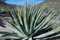 Agave plant Royalty Free Stock Photo