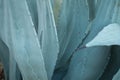 Agave plant. Abstract blue natural background pattern of blue leaves tropical agave cactus. Blooming Agave bush texture Royalty Free Stock Photo