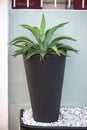 Agave plant in a black modern pot decoration exterior wall