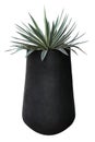 Agave plant with black pot container isolated on white background for houseplant decorative design