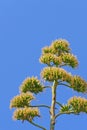 Agave plant blooming Royalty Free Stock Photo