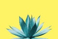 Agave Plant in Blue Tone Color on Yellow Background Colorful Design Image