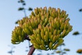 Agave plant buds