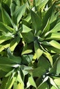 Agave plant bush green leaves in natural envrionment detail Royalty Free Stock Photo