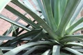 Agave plant close up of rosette Royalty Free Stock Photo