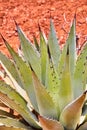 Agave Plant Close-Up with Water Droplets and Desert Blur Background