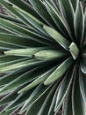 Agave plant - Color portrait format