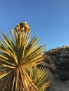 Agave plant