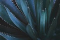 Agave Plant in Dark Blue Green Tone Color as Abstract Natural Pattern Background Royalty Free Stock Photo