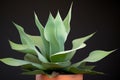 agave plant with distinct sharp leaf tips Royalty Free Stock Photo