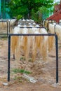 Agave plant fibers, left to dry in the sun, used to build ropes, taken from Tecoh