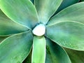 Agave attenuata or Foxtail agave Royalty Free Stock Photo