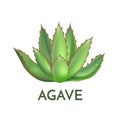 Agave plant green flower logo colorful vector illustration