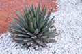 Agave plant growing on white stone bedding Royalty Free Stock Photo