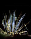 Agave plant illuminated by a torch, black background